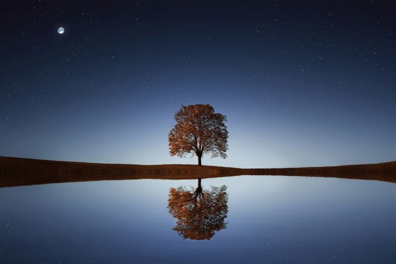 Tree in water